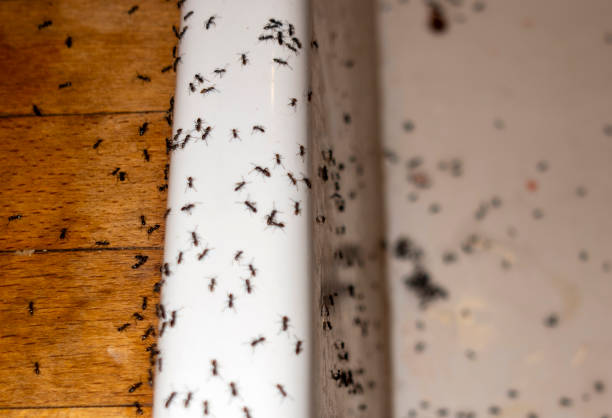 Best Flea Control Services  in Marlin, TX