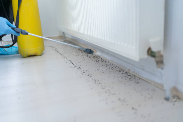 Best Local Pest Control Services  in Marlin, TX