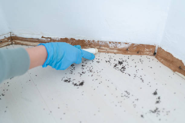 Professional Pest Control in Marlin, TX
